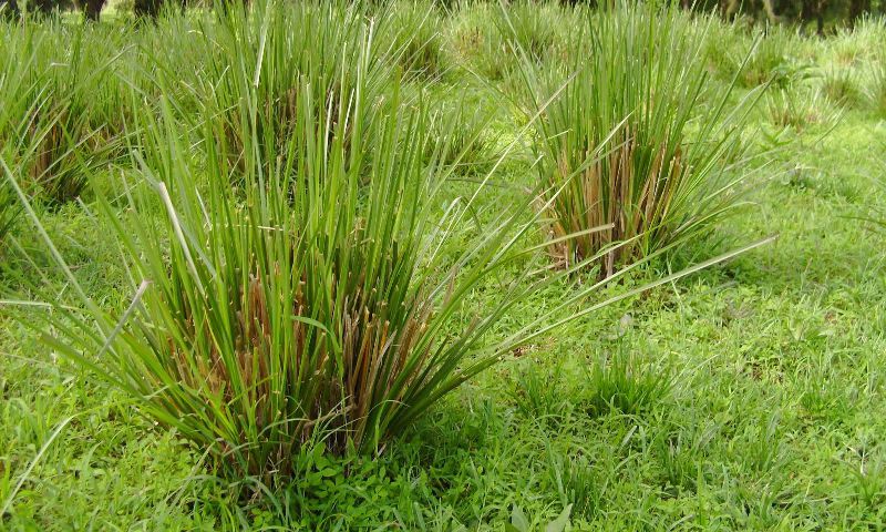 Vetiver 1600x960 40 1600x960 65 d7d336e9823e879154a1d3493272c9ef9c26ad6bdfb3bb38d6fd325ea9e27cfc