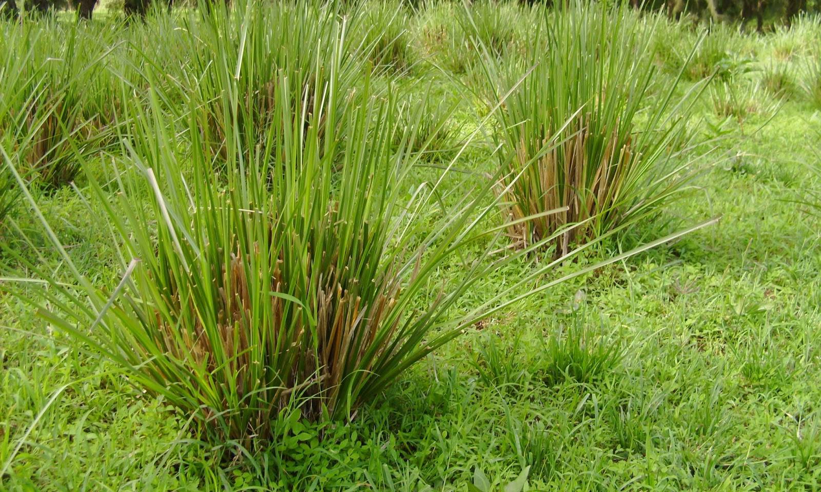 Vetiver 1600x960 40 9a197b453279153c35ff2c9938fcd14ea50d60c17e97807434ecf08ec42762e0