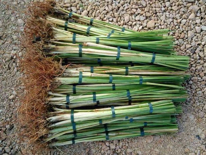 Vetiver1 700x525 7 9a80106fcc1858a9c5b326f5001e79059568c384f302a1be65355e1f377e3b48