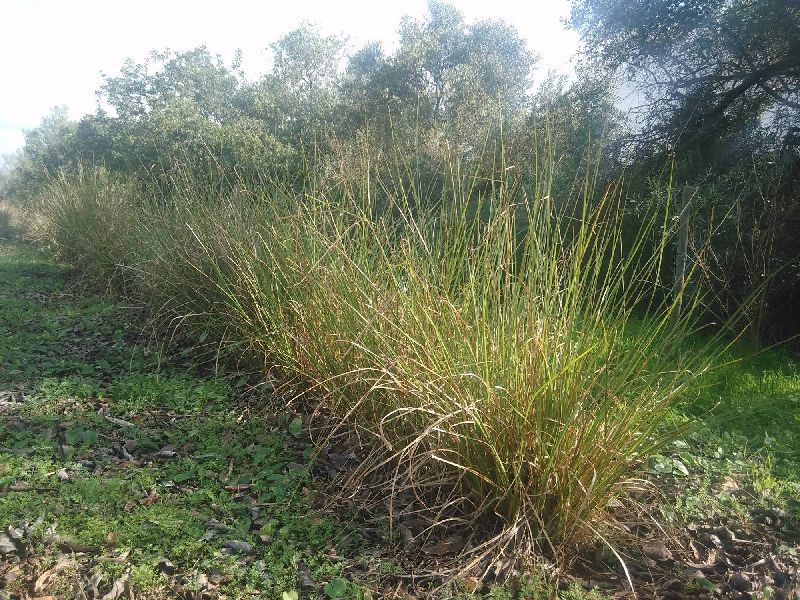 Vetiver2 2048x1536 30 2000x1500 72 3ed51f7b204596f5c68a1119dc560b5cd24348bf0bc0c1159fbec1bda9f72f45